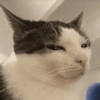 🌈🐈‍⬛✨️Gatos Funny Mood✨️🐈🌈 12