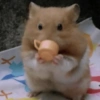 HAMSTER 9