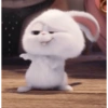 Coelhinho pets 10