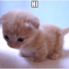 HI