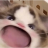 Meong  10