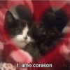 t amo corason