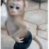 Macaco 🤣🤣🤣 11