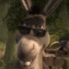 Burro do Shrek 9