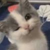 Meong  5