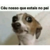 Pinscher e Chihuahua MEMES 22