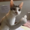 CHENG FORMS