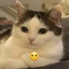 Gatitos Memes😺✨💕5 6