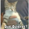 Que Quieres?