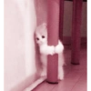 Animales 7