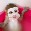 Macaco 19