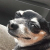 ANIMAIS BOBINHOS 🤪 8