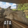 ΔΤΑ