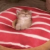 Gatitos V4 7
