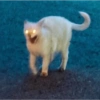 Gatitos para reaccion ✨️🫶😽 8