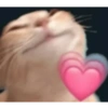 GATINHOS FOFOS 🐈 11
