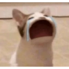 Reações dos animais 😂 14