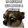 🐕🐶Perrito sin palabras 😬🙁 9