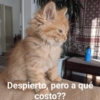 Michis Para Ti pt.12🐱❤️ 10