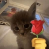 Kitten with a Rose