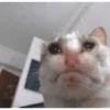 🌈🐈‍⬛✨️Gatos Funny Mood✨️🐈🌈 19