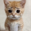 Невинный грустный котенок