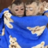 🐒🌴🐵 बंदर 🐵🌴🐒 11