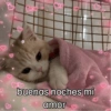 Gatitos de amor 😺💘💞 5