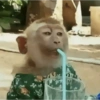 🐵 Очень милые обезьянки 🐒✨🐒 3