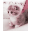 Animales 13