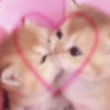 Gatinhos Fofos 💖💕💗💖💓💖💕💞💘💝 6