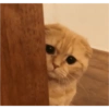 Рыжий выглядывает