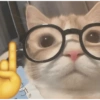 Gatos loucos 🤣🐈 15