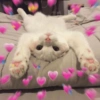 GATINHOS FOFOS 🐈 8