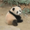 Panda Sentado