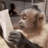 Macacos 13