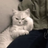 Gatos loucos 🤣🐈 11