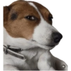 Reações Jack Russell terrier 5