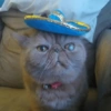 Mariachi Cats🤠😺✨ 13