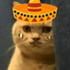 Mariachi Cats🤠😺✨ 12