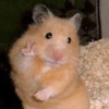 HAMSTER 10