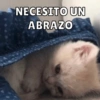 Michis Para ti pt.4🐱❤️ 5