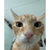 MEMES GATITOS 18😍 9