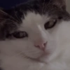 Gatos 25