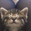 MEMES GATITOS 19 7