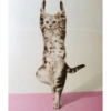 Hewan olahraga 9