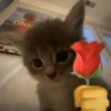 GATOS CHEIOS DE AMOR 💕 13