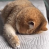 Gatos 14