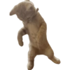 Танцующий Кот