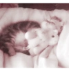 Animales 17